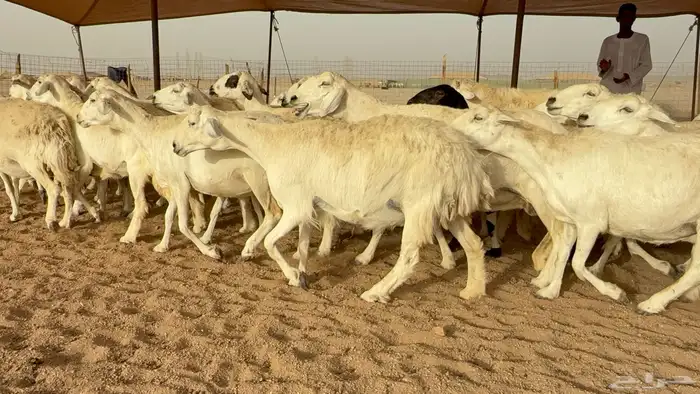 غنم حريات دفيع مفاصيل وخلفات 12