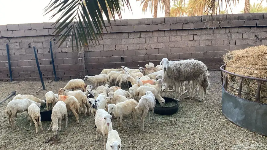 رخال رفيد العدد 50 2
