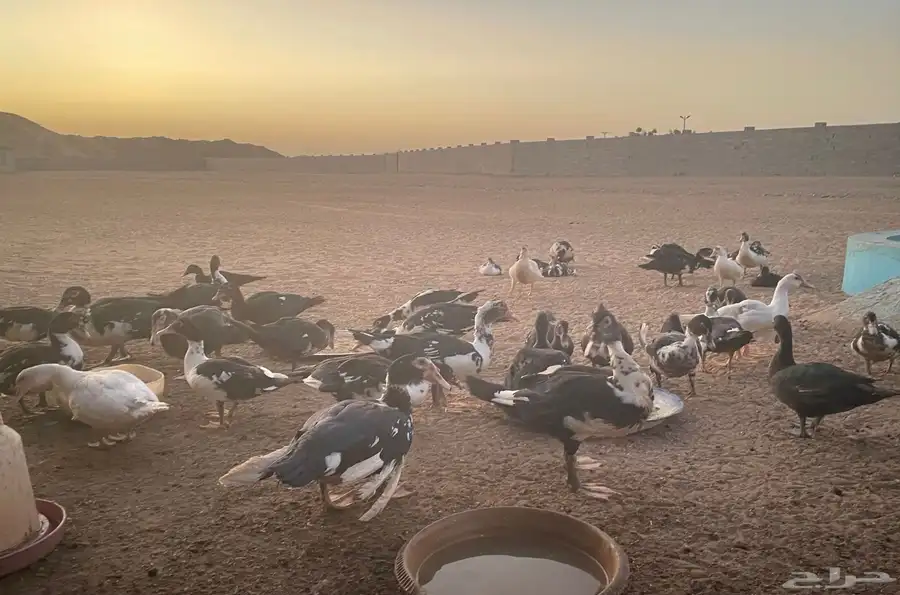 بط مسكوفي 0