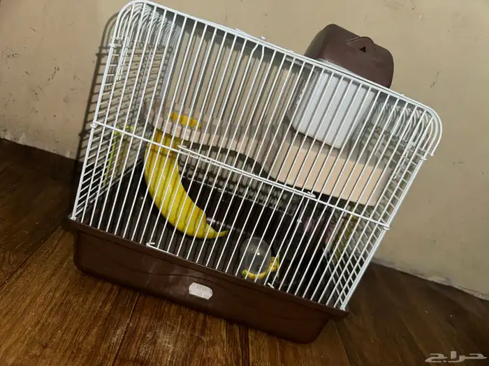 هامستر روسي 25