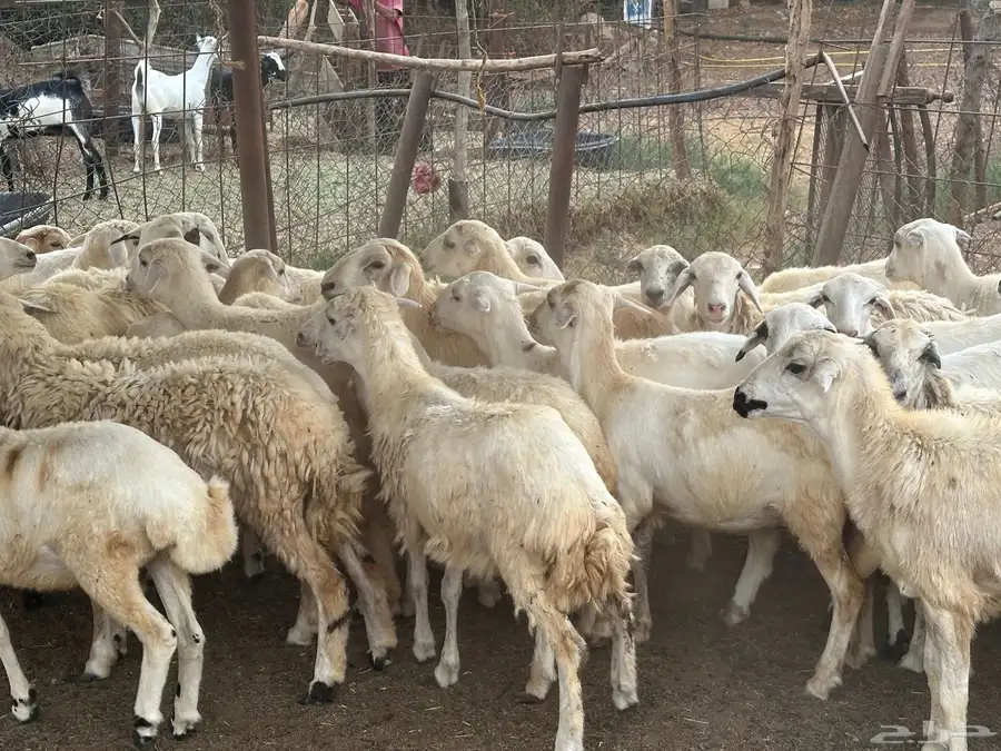 رخال مهجنات حري 16