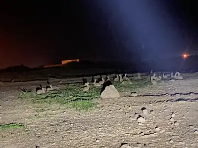 ارانب للبيع 3