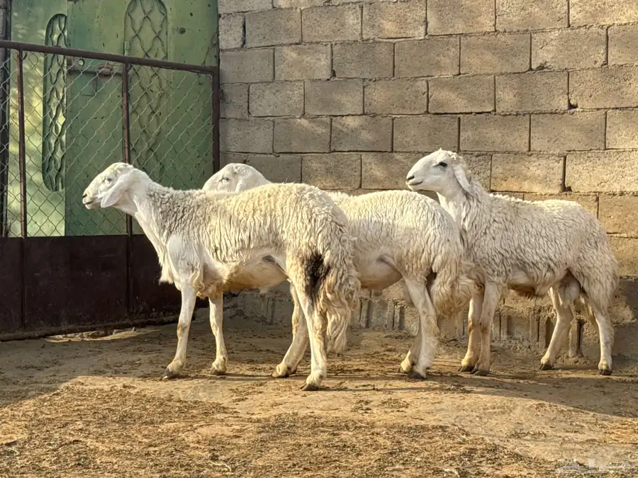 خرفان مشروطه ضراب وهداوه ماتنطح السن ثنيان ورباع وجذع 7