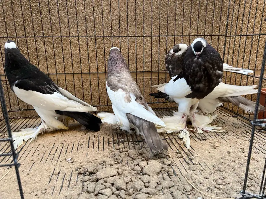 أربع حبات نفاخ مسوبع شباب 3
