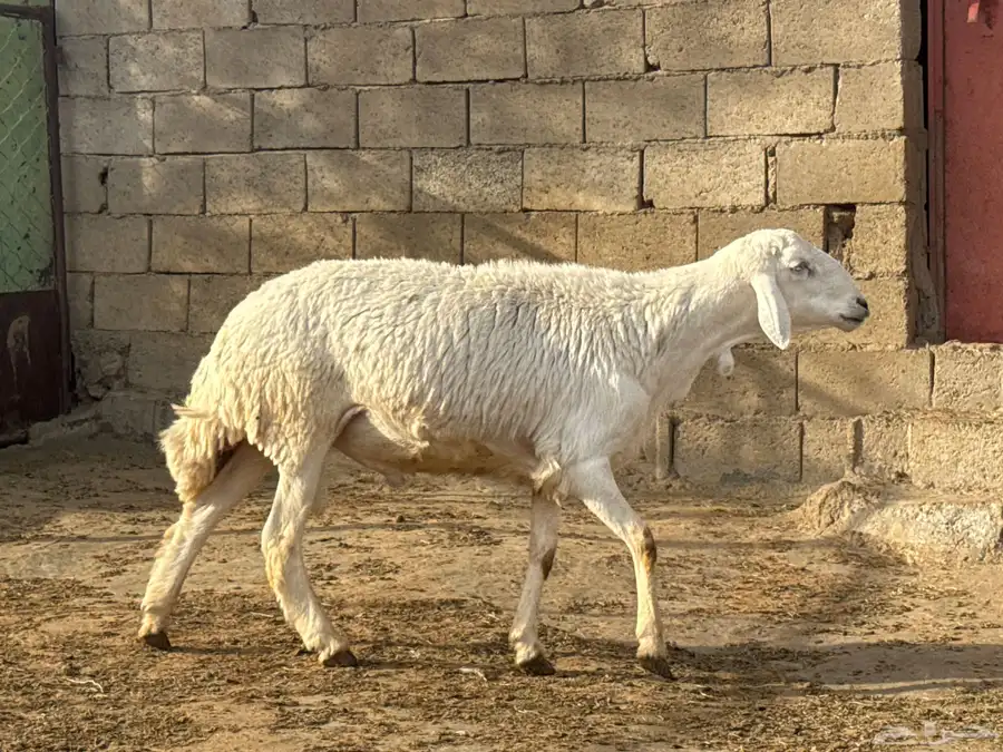 خرفان مشروطه ضراب وهداوه ماتنطح السن ثنيان ورباع وجذع 6