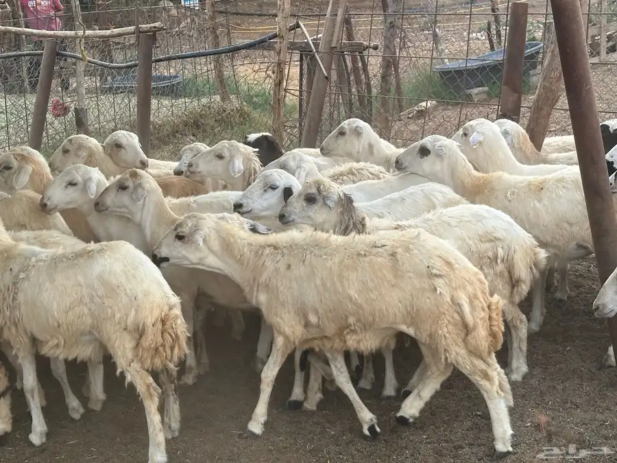 رخال مهجنات حري 17
