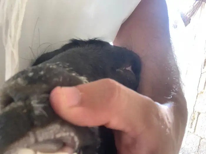 معزا عوارض 4