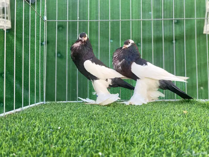 حمام نفاخ. تم البيع 3
