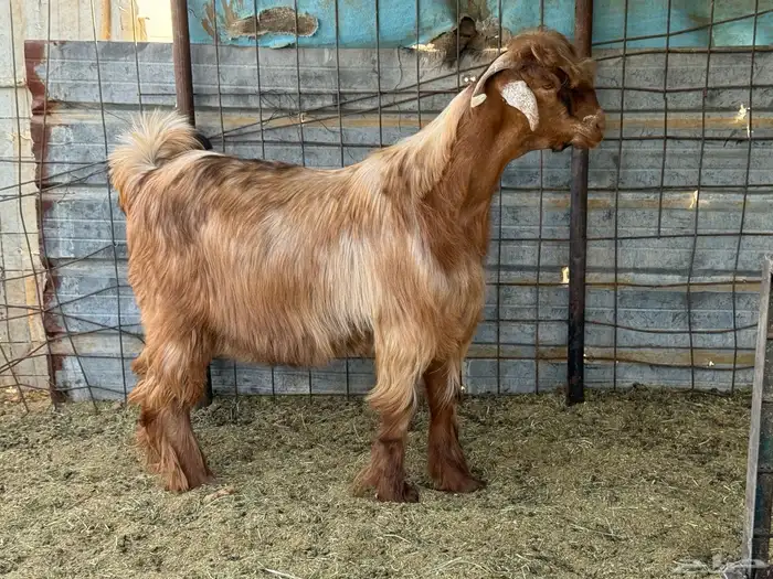 تيس اصمع 0