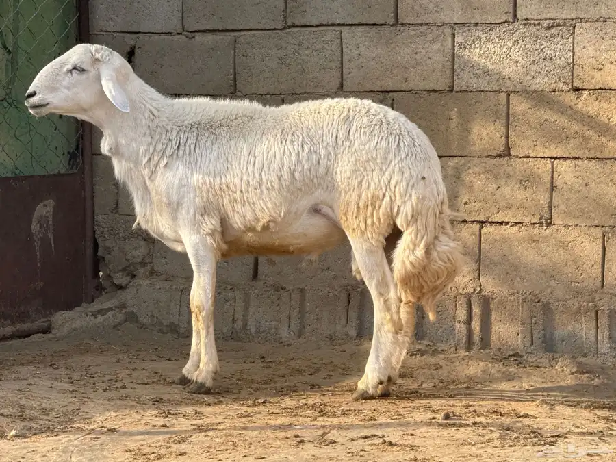 خرفان مشروطه ضراب وهداوه ماتنطح السن ثنيان ورباع وجذع 11