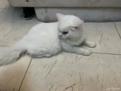 قط للتبني 0