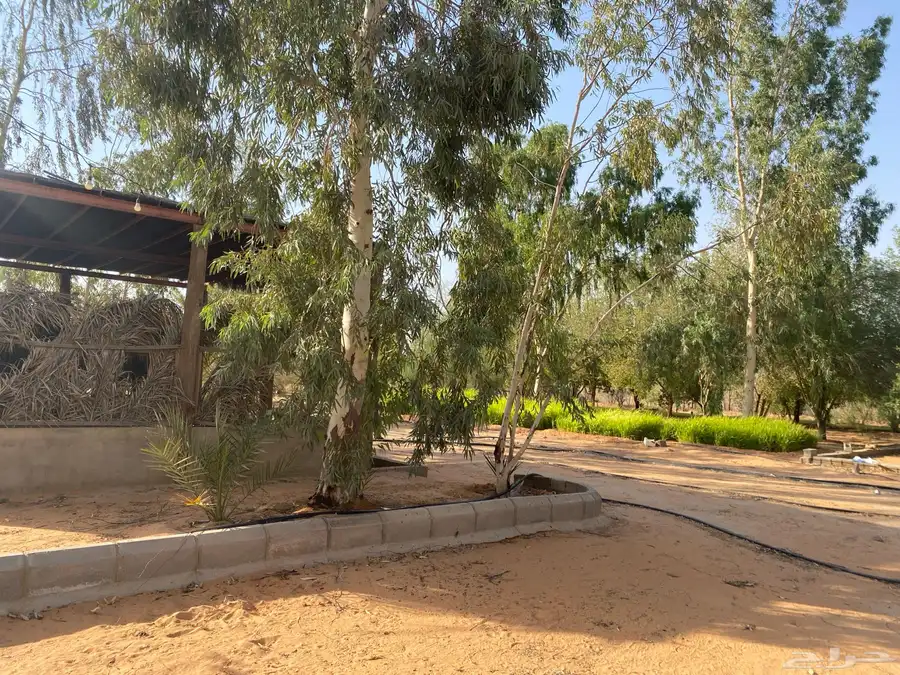 للإيجار اليومي 3
