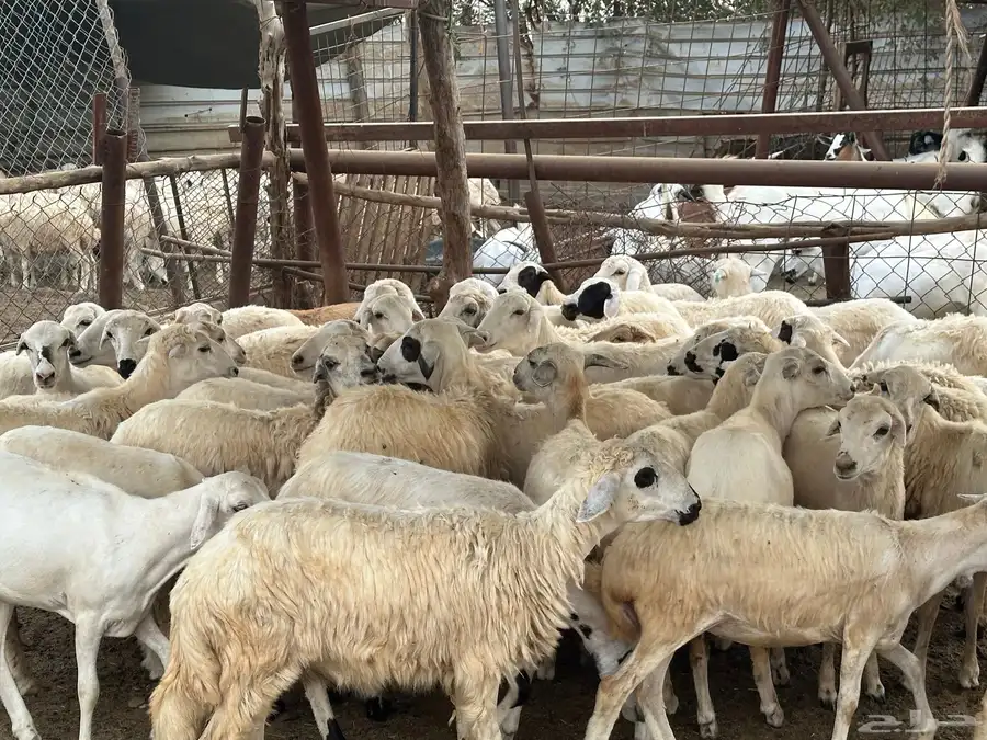رخال مهجنات حري 11