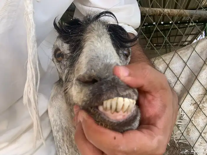 معزا عوارض 2