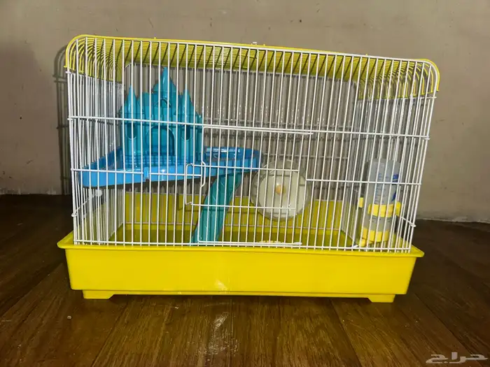 هامستر روسي 29