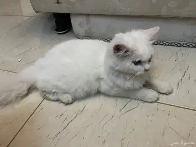 قط للتبني 1