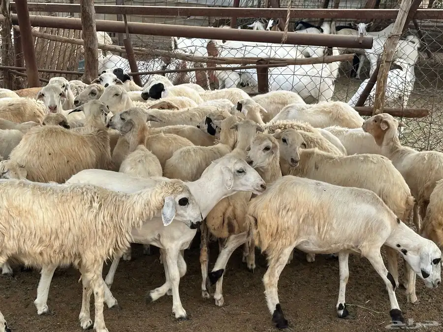 رخال مهجنات حري 8