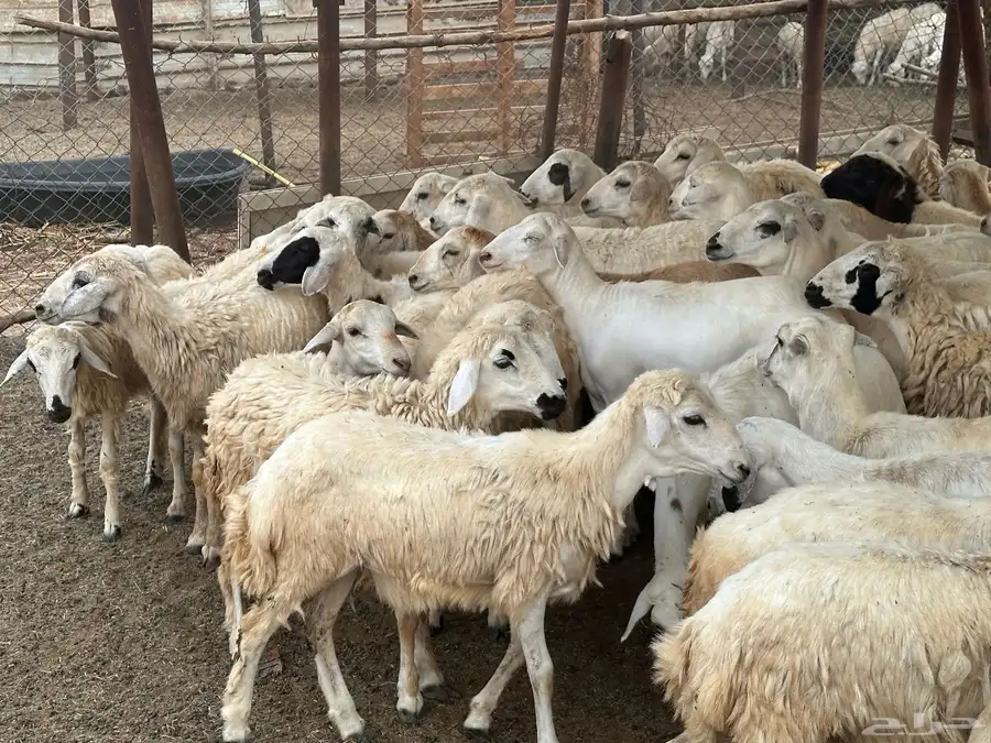 رخال مهجنات حري 10