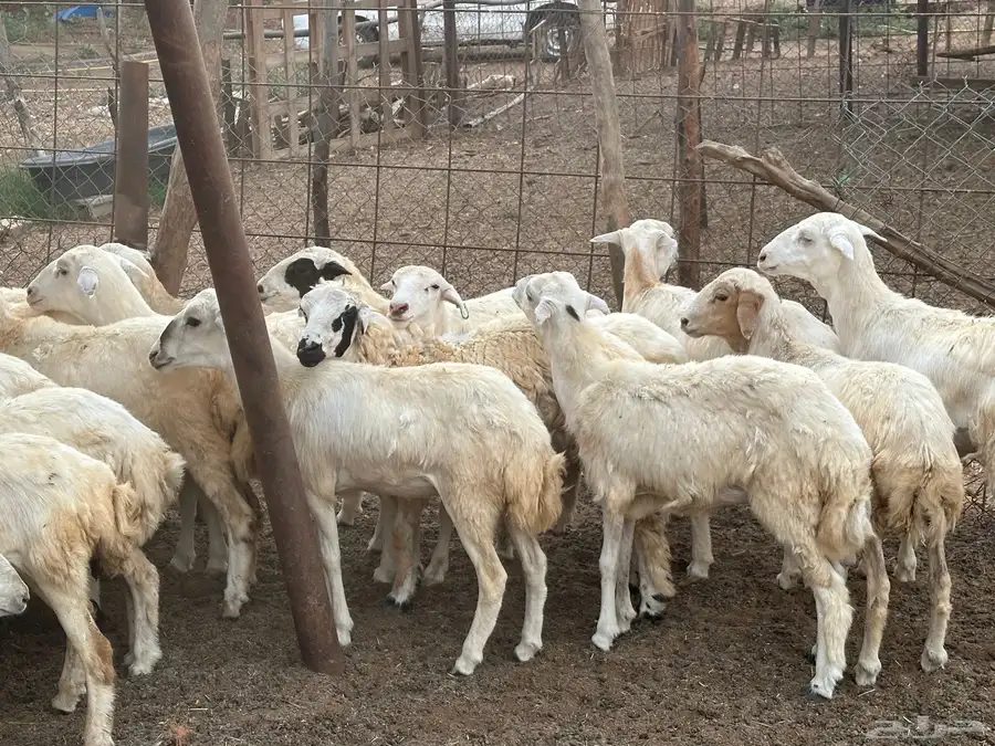 رخال مهجنات حري 18