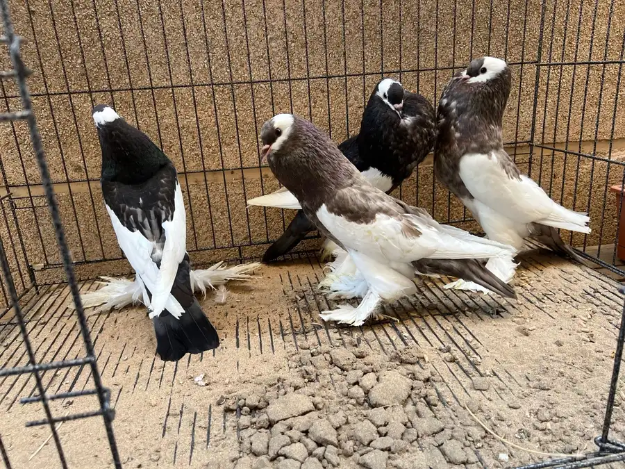 أربع حبات نفاخ مسوبع شباب 2