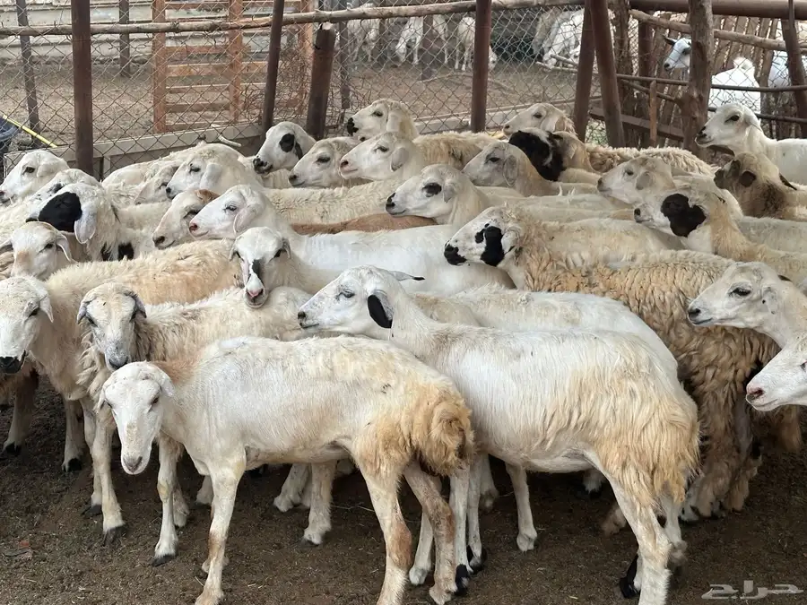 رخال مهجنات حري 14