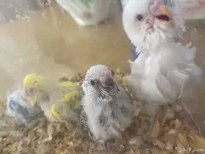 4فروخ بادجي  دم إنجليزي 2
