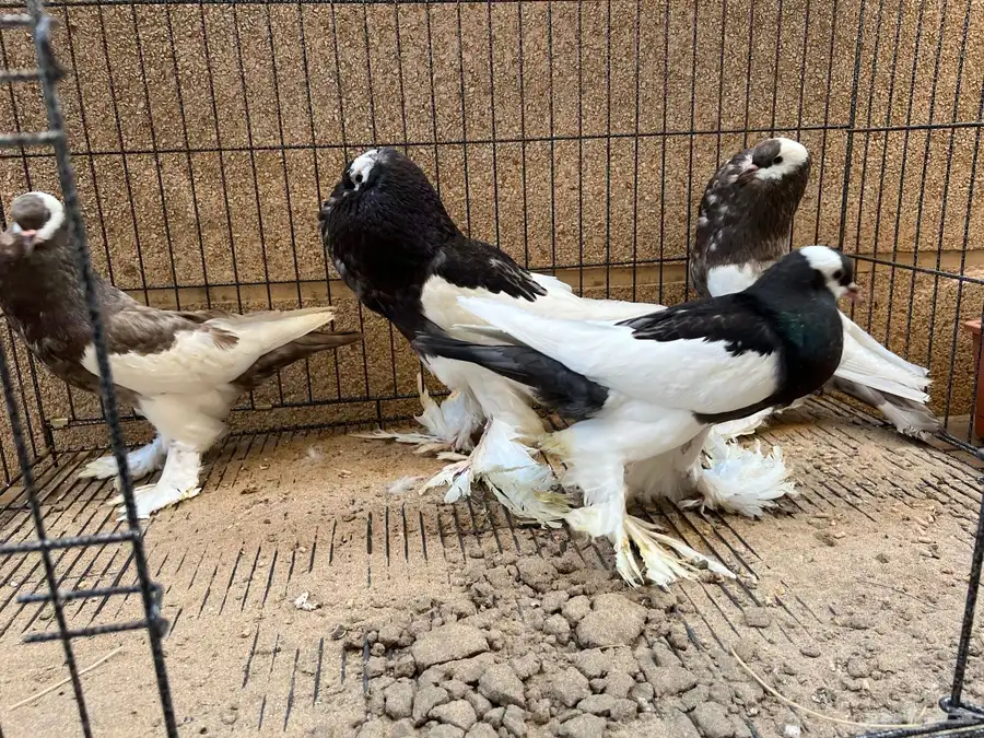 أربع حبات نفاخ مسوبع شباب 0