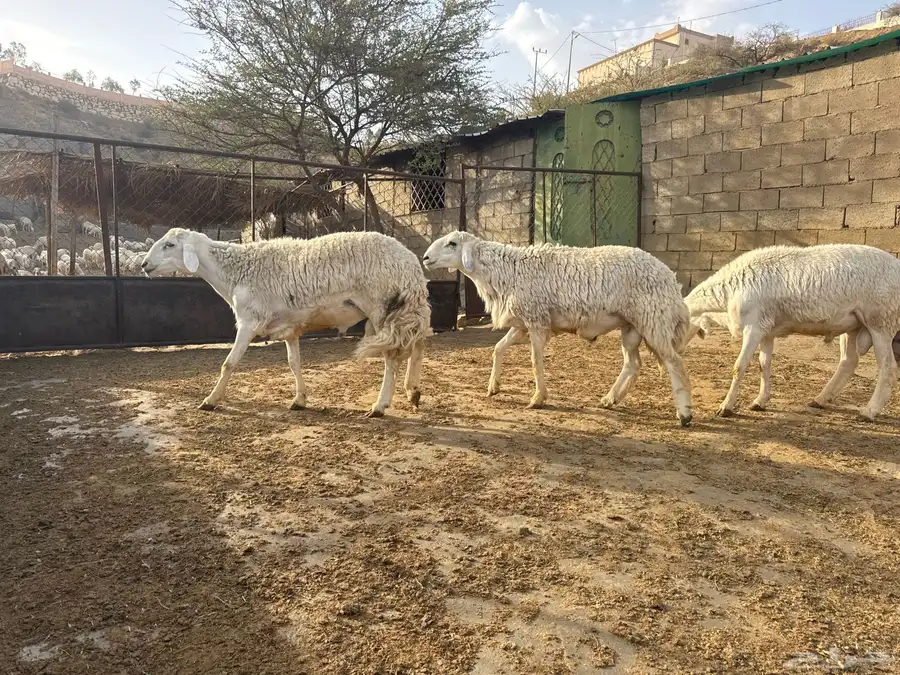 خرفان مشروطه ضراب وهداوه ماتنطح السن ثنيان ورباع وجذع 5