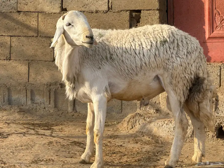 خرفان مشروطه ضراب وهداوه ماتنطح السن ثنيان ورباع وجذع 8