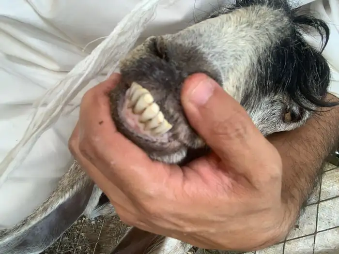 معزا عوارض 3