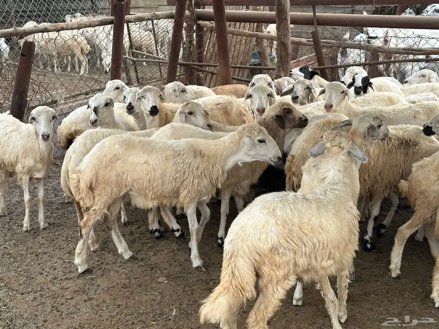 رخال مهجنات حري 6
