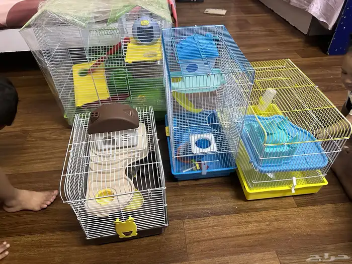 هامستر روسي 27