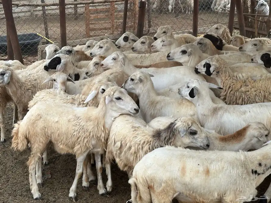رخال مهجنات حري 13