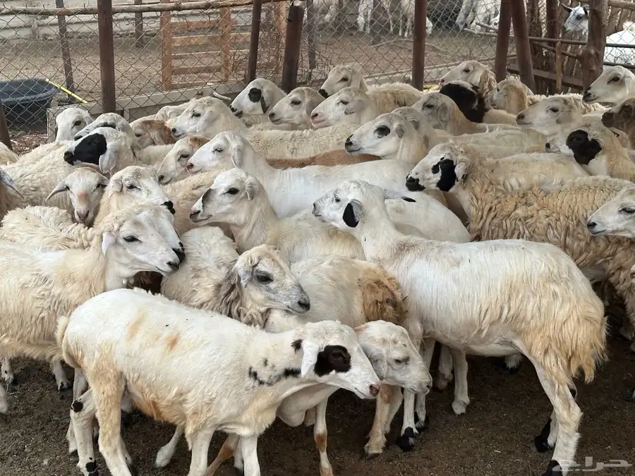 رخال مهجنات حري 12