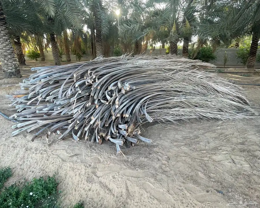 جريد نخل 0