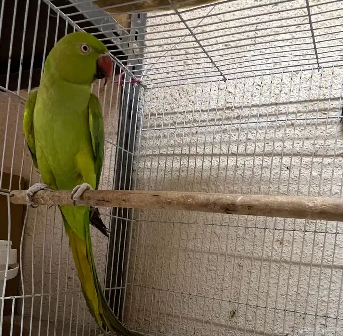 أنثى دره للبيع 3