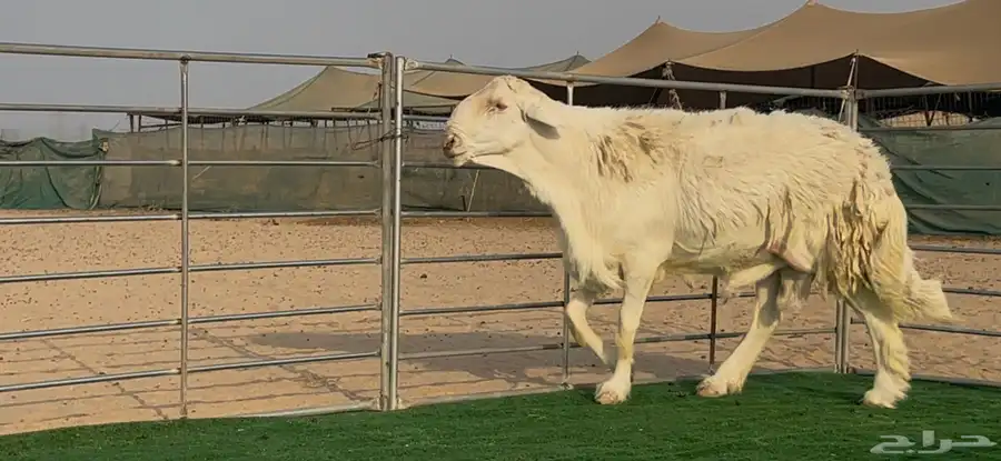فحل حرش حري مشروووط ومنتج نوادر 4
