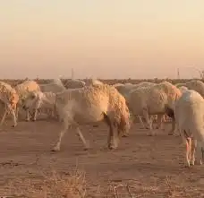 اغنام المدينة وضواحيها 1