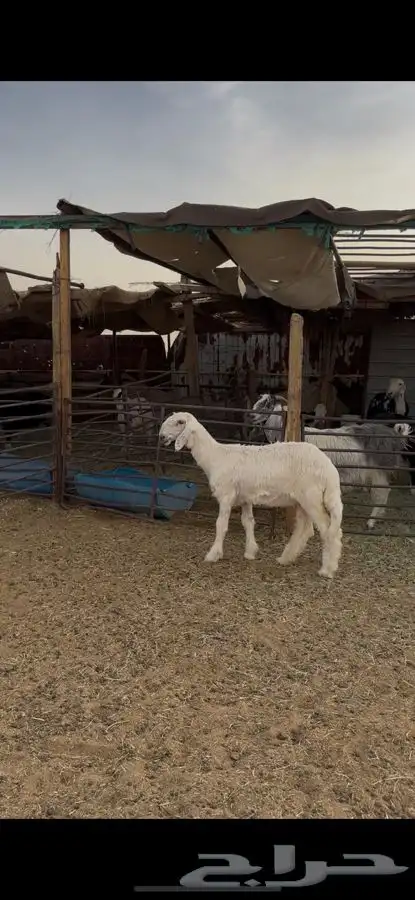 رخل نجديه معرفه الموقع الخرج 2