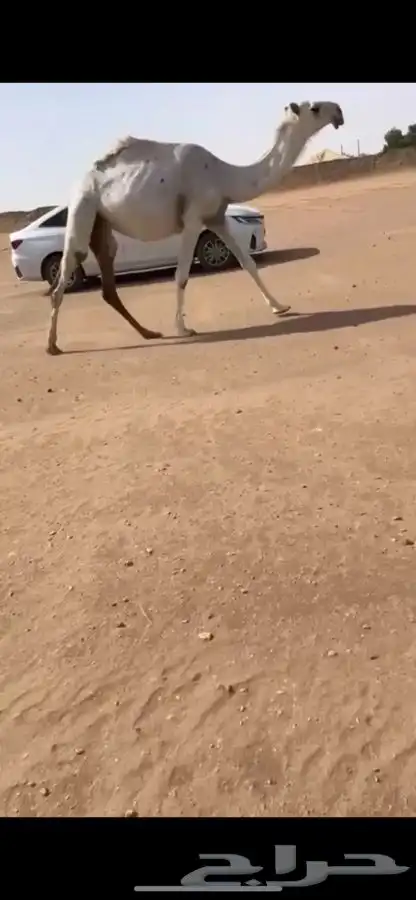 بكره حيسونيه كفو 2