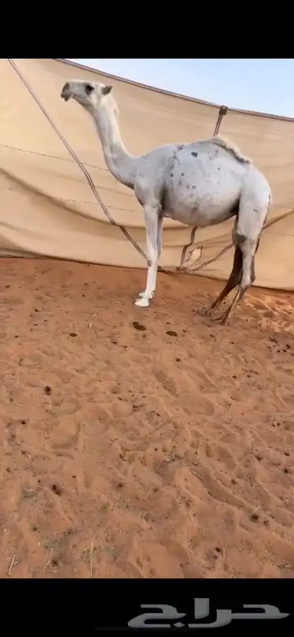 بكره حيسونيه كفو 1