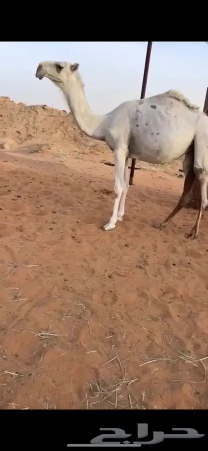 بكره حيسونيه كفو 0