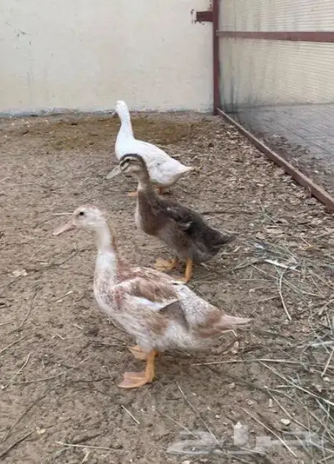 للبيع بط 0