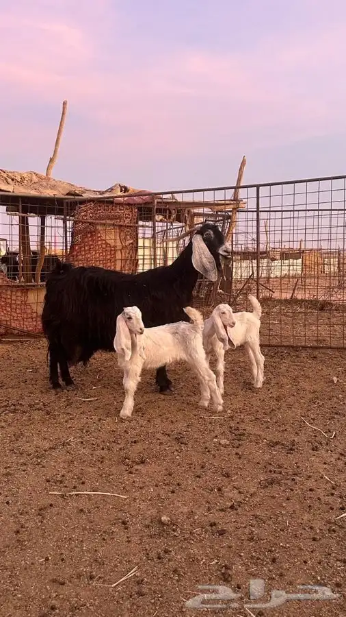 معزاء عوارض 1
