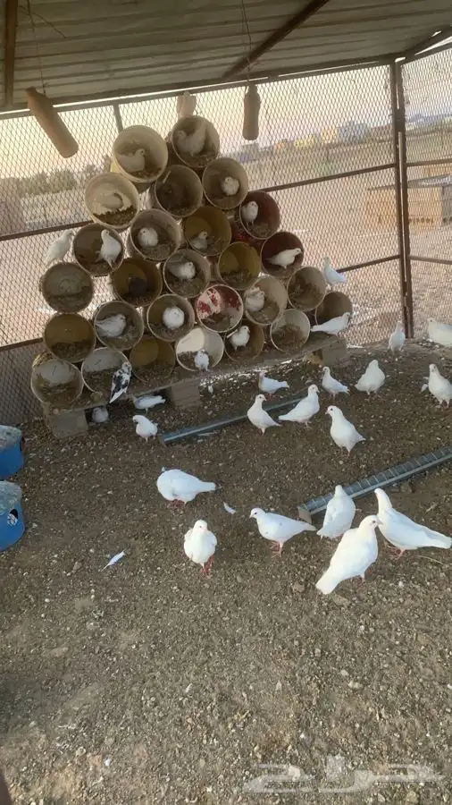حمام فرنسي جامبو للبيع 2