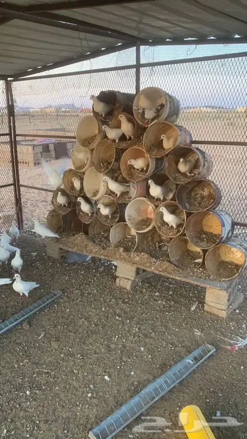 حمام فرنسي جامبو للبيع 1