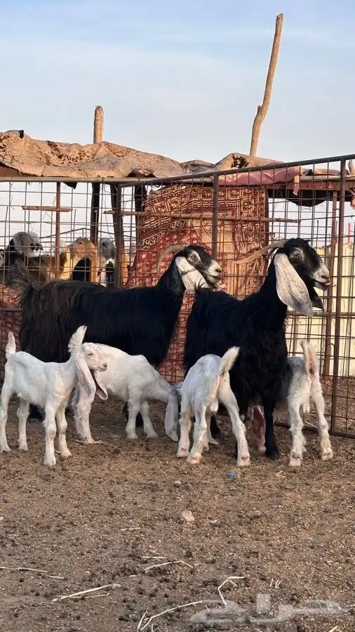 معزاء عوارض 0