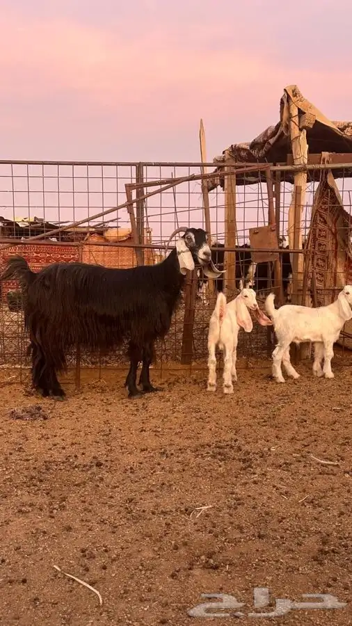 معزاء عوارض 2