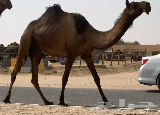 مجهم مفروده طيبه جددا 0