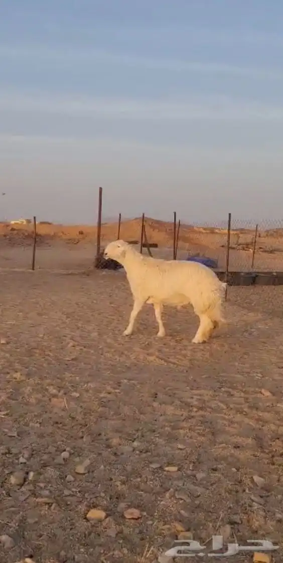 عروض 1مشاريك حري عيسي 69